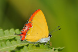 Heliophorus epicles tweediei (Purple Sapphire)