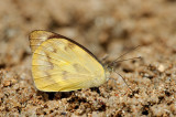 Appias pandione lagela
