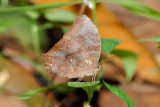 Melanitis phedima abdullae