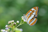Athyma perius perius (The Common Sergeant )