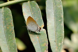 Common Imperial ?