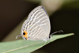 Jamides celeno aelianus