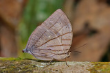 Amathuxidia amythaon dilucida (Koh-I-Noor)