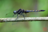 Orthetrum glaucum (immatured male)