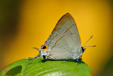 Hypolycaena erylus teatus (Common Tit)