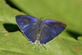 Hypolycaena erylus teatus (Common Tit)