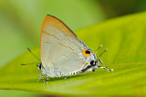 Hypolycaena erylus teatus (Common Tit)