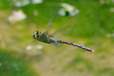 Anax guttatus