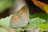 Curetis sperthis sperthis