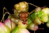 Weaver ant (queen)
