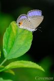 Chilades pandava pandava (Cycad Blue)
