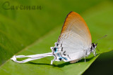 Cheritra freja frigga (Common Imperial)
