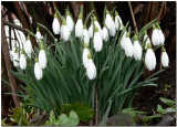 Snowdrops