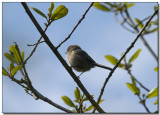 Bushtit