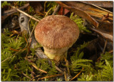 Suillus lakei