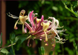 Honeysuckle