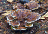 Dyers  Polypore