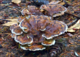 Dyers Polypore - Buzz Filter