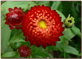 Straw Flowers