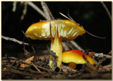 Hygrocybe punicea