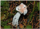 Helvella lacunosa - Hypomyces cervinigenus