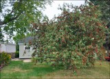 Decorative Crabapple