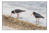 Pied Oystercatcher