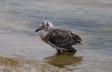 Wounded Gull