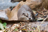 Perth Zoo Short Clawed Asian Otter