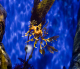 Leafy Sea Dragon