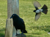 Big Crow Vs Little Willie Wagtail... (wagtail won)