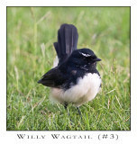 FEARLESS. (Willy Wagtail #3)