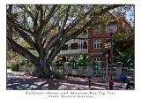 Kirkman House with Moreton Bay Fig Tree.