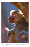 Even Baboons have Worried Mothers
