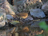 Clay-colored Thrush