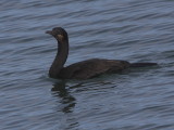 Brandts Cormorant