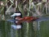 Ruddy Duck