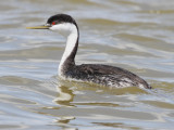 Western Grebe