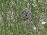 Upland Sandpiper