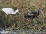 Glossy Ibis