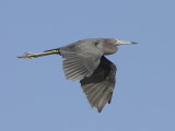 Little Blue Heron