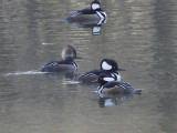 Hooded Merganser