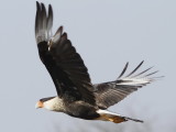 Crested Caracara