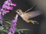 Rufous Hummingbird