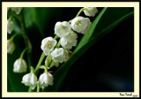 Muguet2