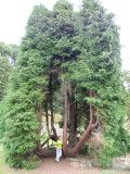 Impressive tree at the priory