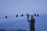 Starlings 1