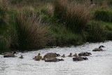 Geese and Goslings 3.JPG