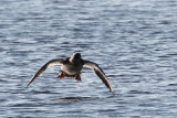 RB Merganser 6.JPG