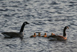 Geese and Goslings 6.JPG